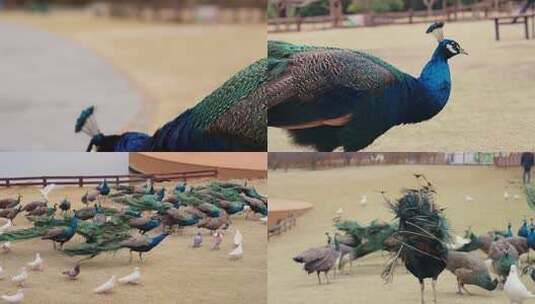 孔雀园群鸟嬉戏高清在线视频素材下载