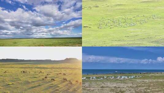 青海湖草原牛群风景高清在线视频素材下载