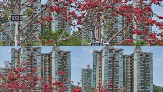 盛开的木棉花特写高清在线视频素材下载