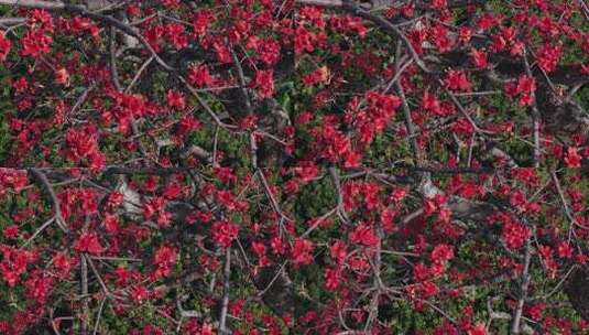 盛开的木棉花特写高清在线视频素材下载