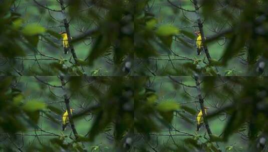 绿叶丛中黄鹂鸟鸣叫高清在线视频素材下载