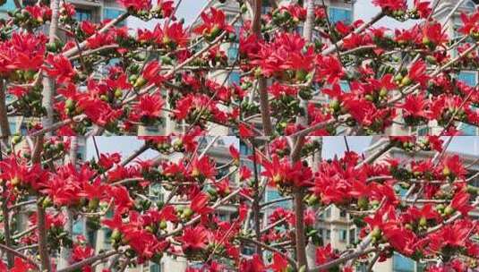 盛开的木棉花特写高清在线视频素材下载