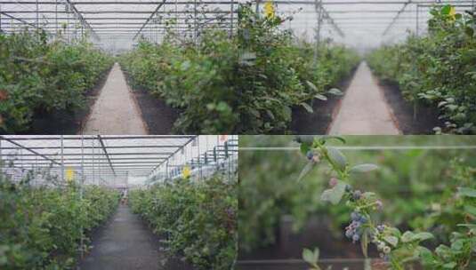 蓝莓种植 蓝莓种植园高清在线视频素材下载