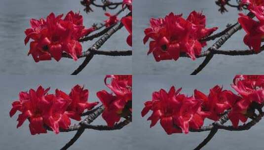 水边盛开的红色木棉花高清在线视频素材下载