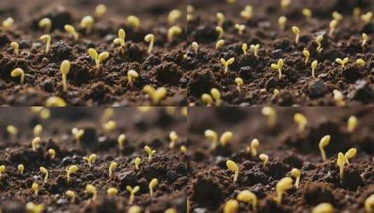 土壤中幼苗生长特写高清在线视频素材下载