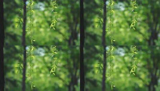 垂柳柳叶自然风光素材高清在线视频素材下载