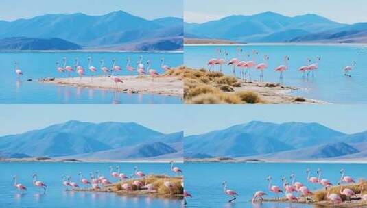 湖边站立的火烈鸟群高清在线视频素材下载