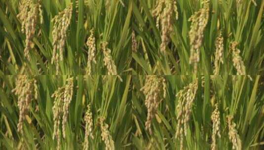农田 水稻稻田 稻穗 水稻丰收 水稻生长高清在线视频素材下载