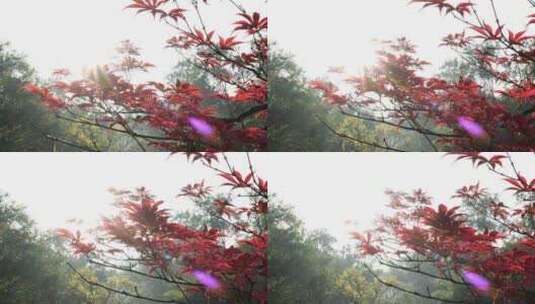 红色枫叶在阳光下的色彩美丽动人高清在线视频素材下载