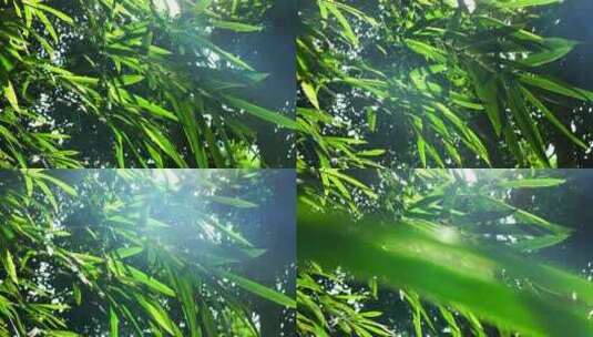 江南园林竹子竹叶阳光下的光影空镜高清在线视频素材下载