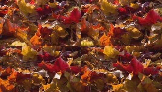 落叶飘落高清在线视频素材下载