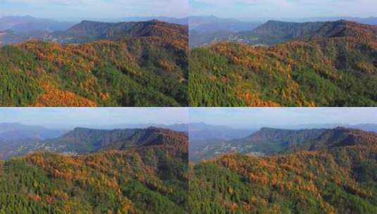 湖北利川钟灵山林场深秋景色高清在线视频素材下载