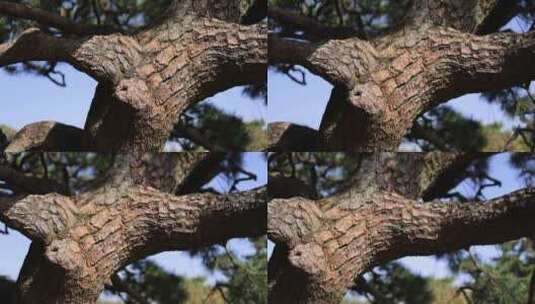 苍劲有力的黑松树高清在线视频素材下载