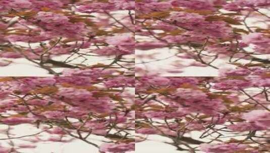 粉色樱花 美丽的樱花 樱花盛开高清在线视频素材下载