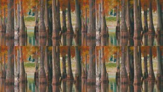 秋天湖边生长的红杉树秋景高清在线视频素材下载