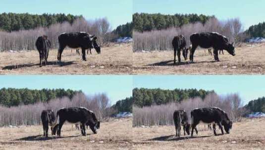 香格里拉  耗牛  放牧高清在线视频素材下载