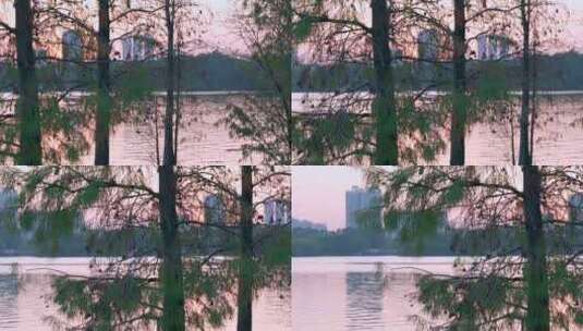 广州海珠湖公园落羽杉树林与夕阳落日高清在线视频素材下载