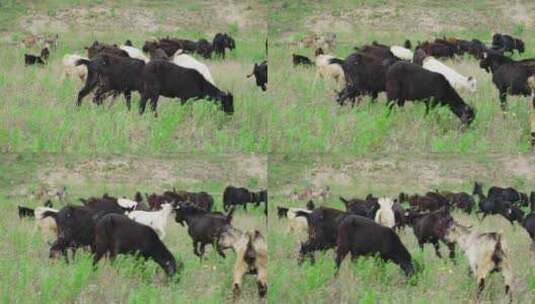 湖北大别山黑山羊放牧高清在线视频素材下载