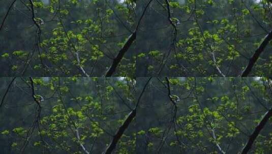 春天雨季雨滴树林树叶高清在线视频素材下载