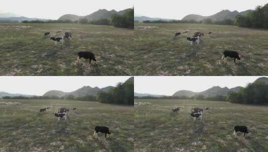 山坡上的牛高清在线视频素材下载