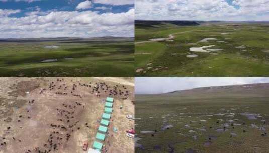 西藏航拍 牧区高清在线视频素材下载