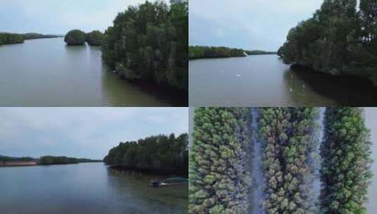 湿地飞鸟航拍高清在线视频素材下载
