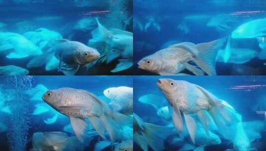 鱼缸里供人们观赏的白色金鱼高清在线视频素材下载