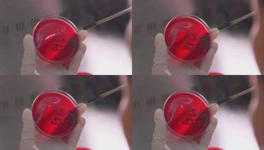 医院微生物实验室在培养皿上转种菌种高清在线视频素材下载