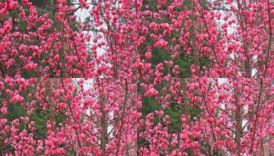 春天梅花盛开，鸟儿在红梅枝头的场景实拍高清在线视频素材下载
