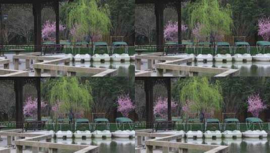 春天苏州上方山公园鲜花盛开高清在线视频素材下载