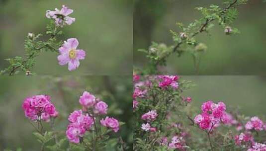 4k 实拍刺梨花盛开花朵高清在线视频素材下载