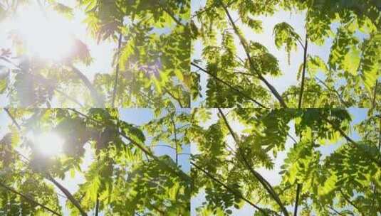 夏天阳光树叶-唯美小清新自然空镜高清在线视频素材下载