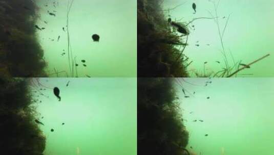 初春蝌蚪水中游动绿色水下摄影生态环境高清在线视频素材下载