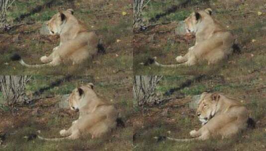 亚洲母狮。极度濒危的物种。高清在线视频素材下载