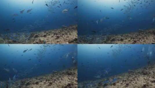 海洋深夜的鱼群高清在线视频素材下载