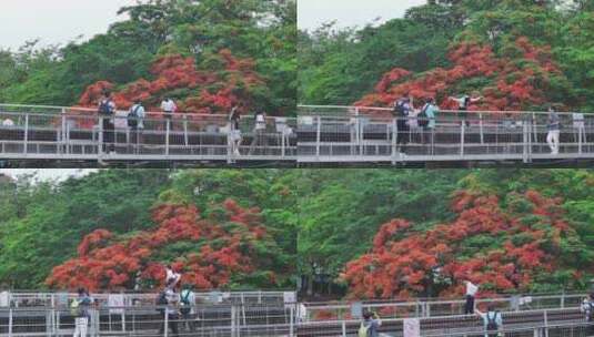 中国广东省广州市荔湾区花地河凤凰花高清在线视频素材下载