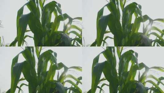 玉米叶子逆光光影变化高清在线视频素材下载