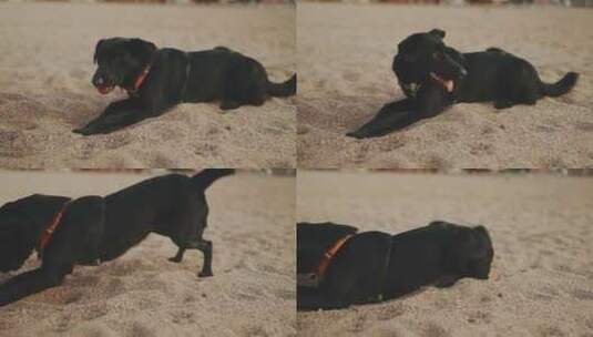黑狗躺在沙滩上的沙滩上，狗挖沙高清在线视频素材下载