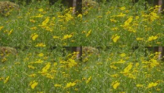 户外野花 山野 野菊花 花海高清在线视频素材下载