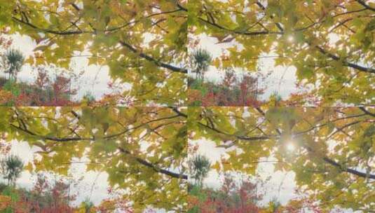 秋天金黄色枫叶逆光慢动作唯美阳光透过树枝高清在线视频素材下载