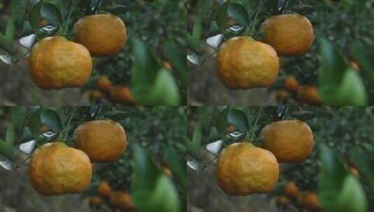 生态柑橘高清在线视频素材下载