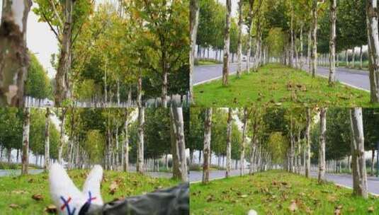 4K秋季梧桐林落叶实拍素材高清在线视频素材下载