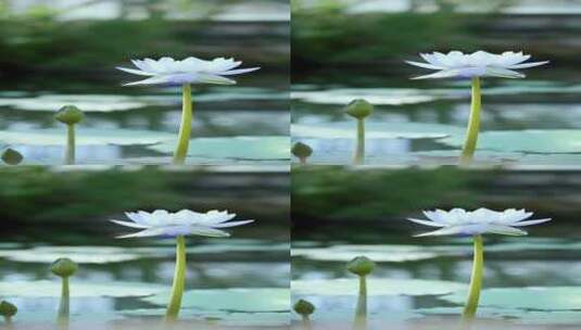 温室内生长茂盛的睡莲高清在线视频素材下载
