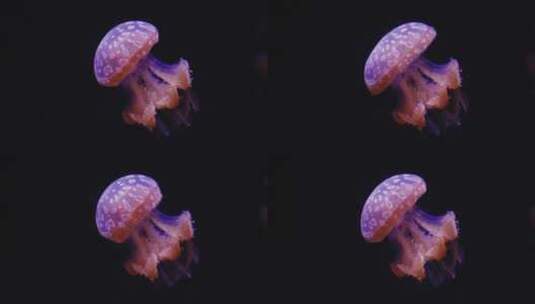 水母在黑暗中游动高清在线视频素材下载