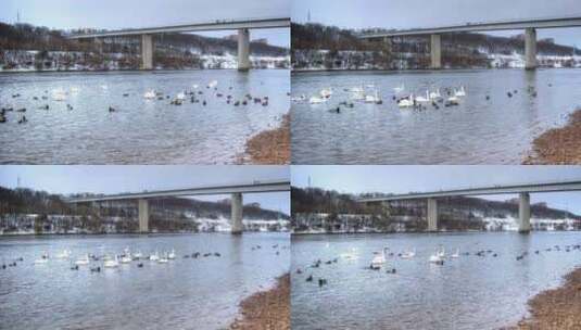 延时拍摄河流中的鸭群高清在线视频素材下载