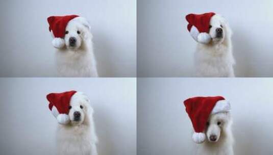 带圣诞帽的小狗高清在线视频素材下载