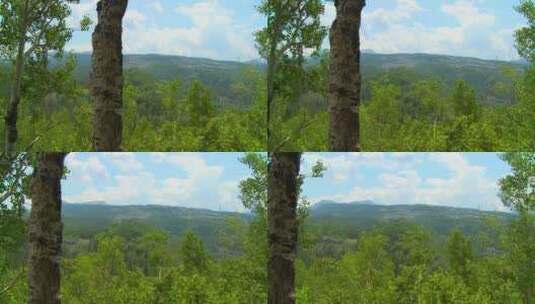 透过森林拍摄远处的山高清在线视频素材下载