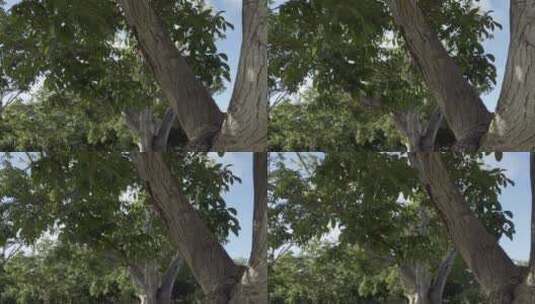 果园中的核桃树林高清在线视频素材下载