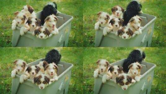 草坪上箱子里装着一群小狗高清在线视频素材下载