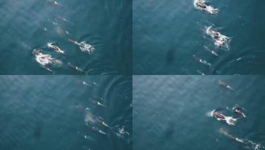 海洋中一群虎鲸高清在线视频素材下载